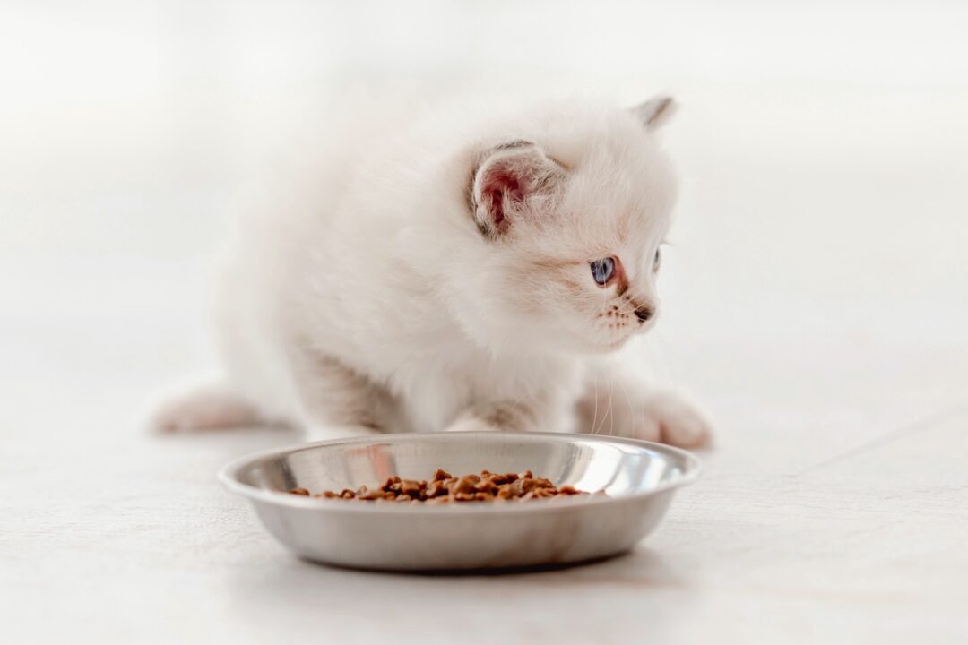 How Much Does a Ragdoll Cat Cost? (2024 Price Guide)