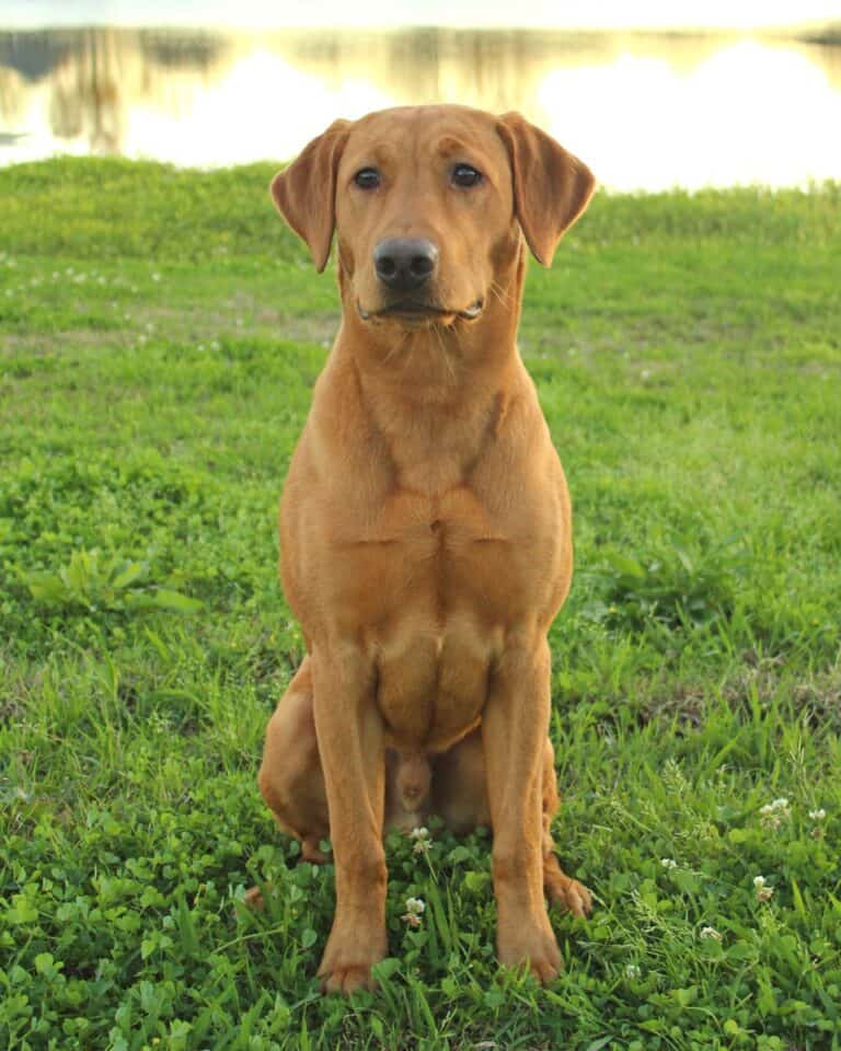 Red Fox Lab An Ultimate Guide to Fox Red Labradors