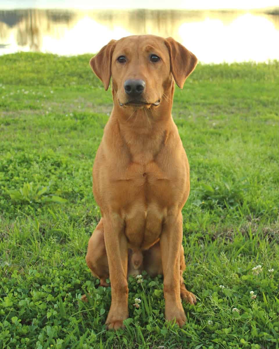 Red fox Labrador Retriever on green grass lawn