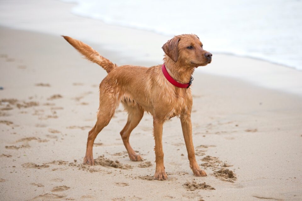 Red Fox Lab An Ultimate Guide to Fox Red Labradors