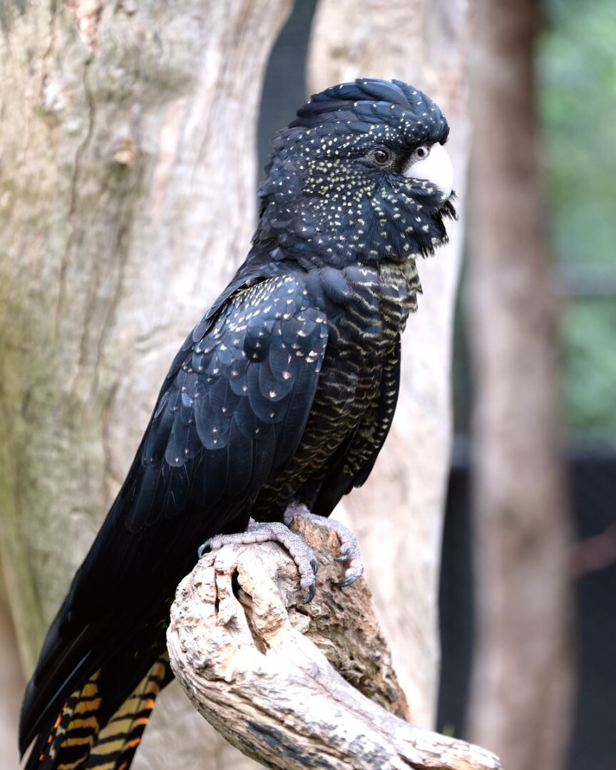 How Much Does a Cockatoo Cost? Cockatoo Prices & Expenses