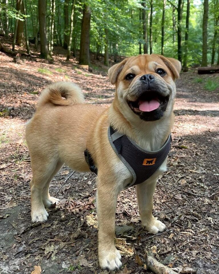 Retro Pug (Pug & Jack Russell Terrier Mix) Info, Pictures, Facts, FAQs