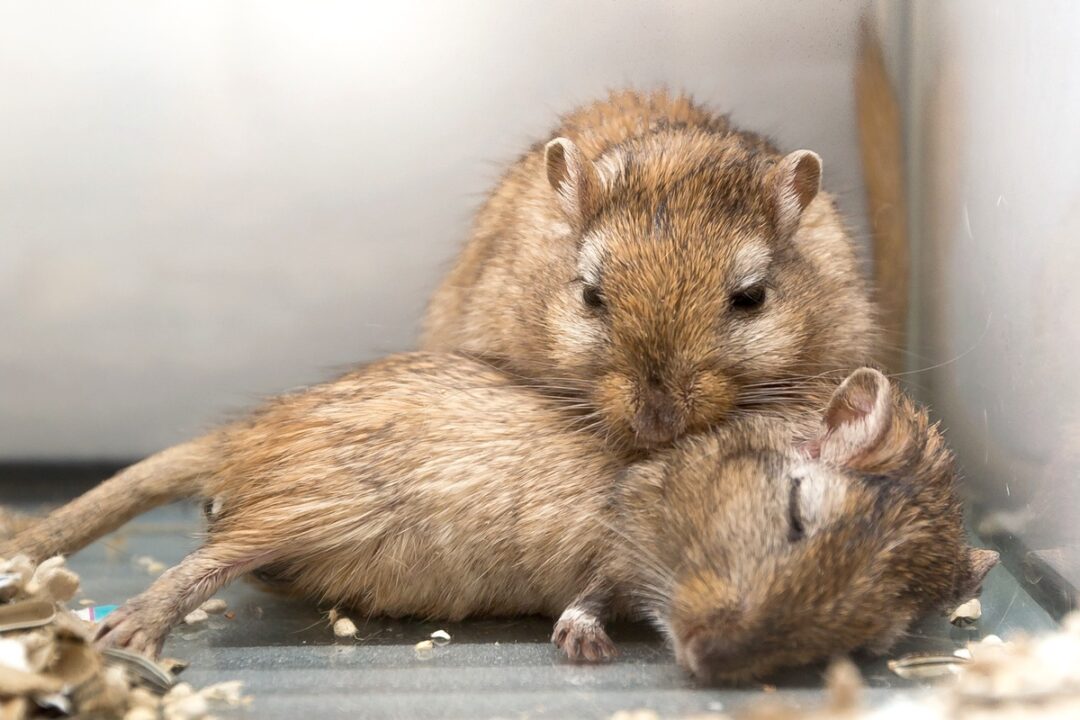 How to Know If Your Hamster Is Dying? 7 Signs and Symptoms