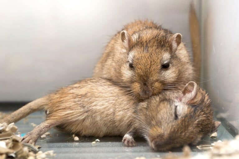 How to Know If Your Hamster Is Dying? 7 Signs and Symptoms