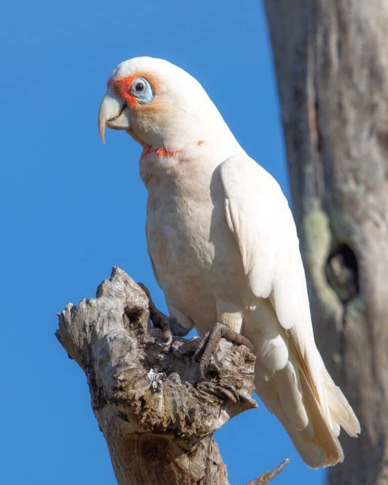 How Much Does a Cockatoo Cost? Cockatoo Prices & Expenses