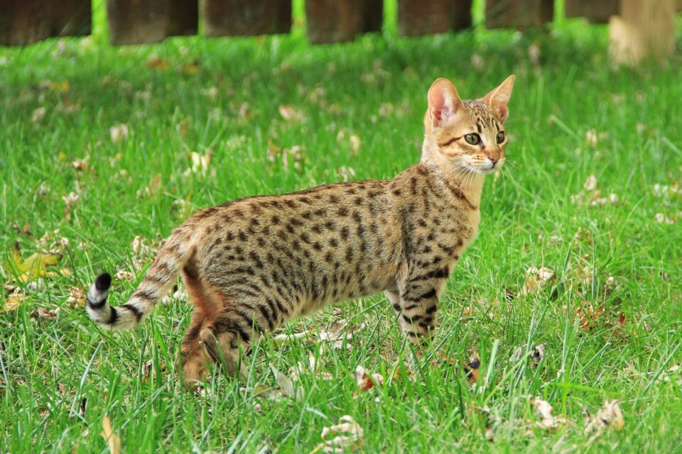 Torbie, Tabby, Tortie, and Calico Cats What Are the Differences?