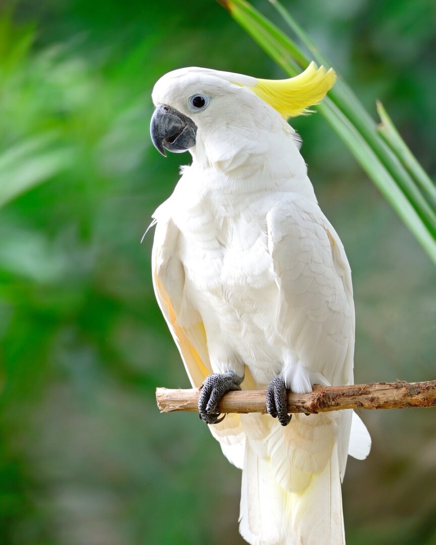 How Much Does a Cockatoo Cost? Cockatoo Prices & Expenses