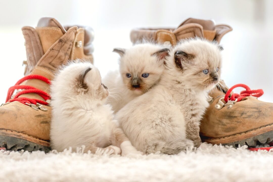 How Much Does a Ragdoll Cat Cost? (2024 Price Guide)