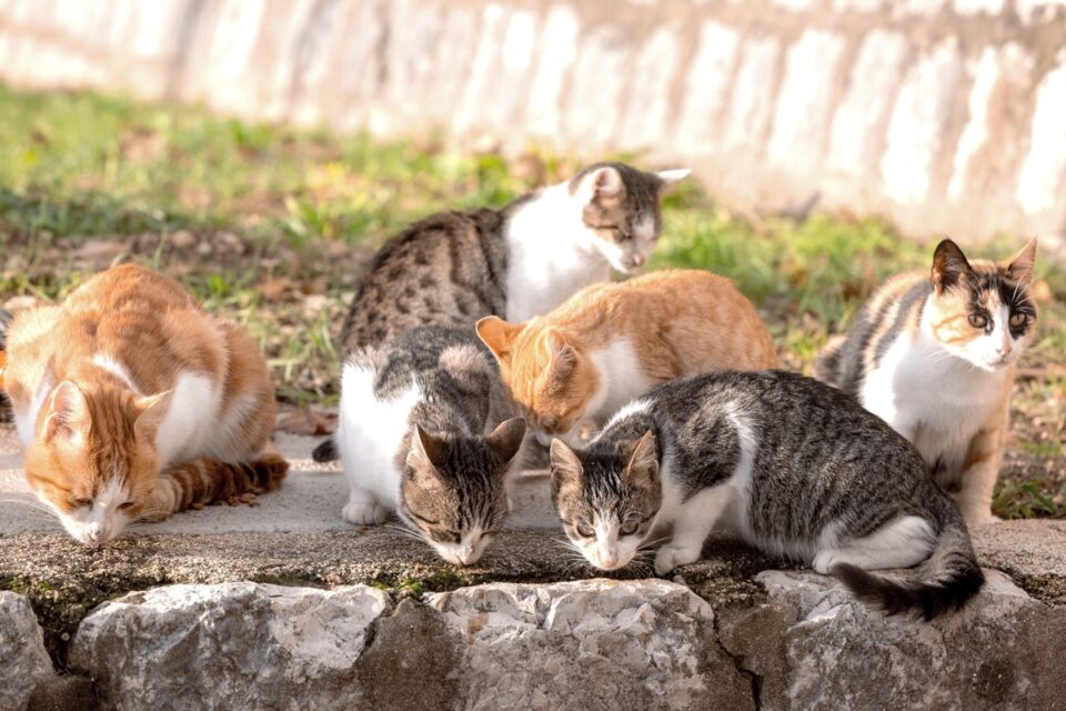 Torbie, Tabby, Tortie, and Calico Cats What Are the Differences?