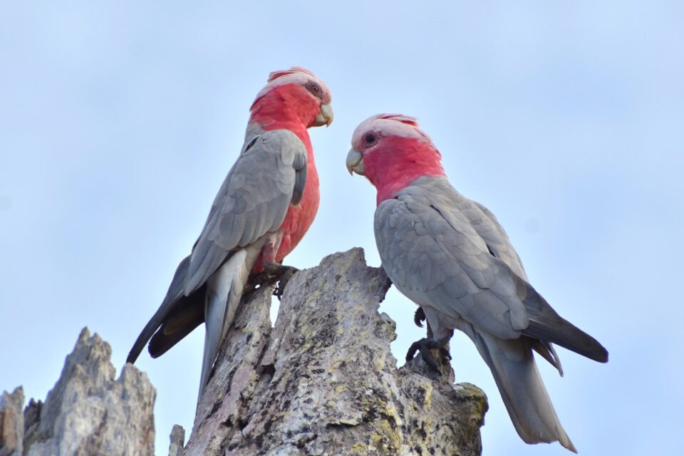 How Much Does a Cockatoo Cost? Cockatoo Prices & Expenses