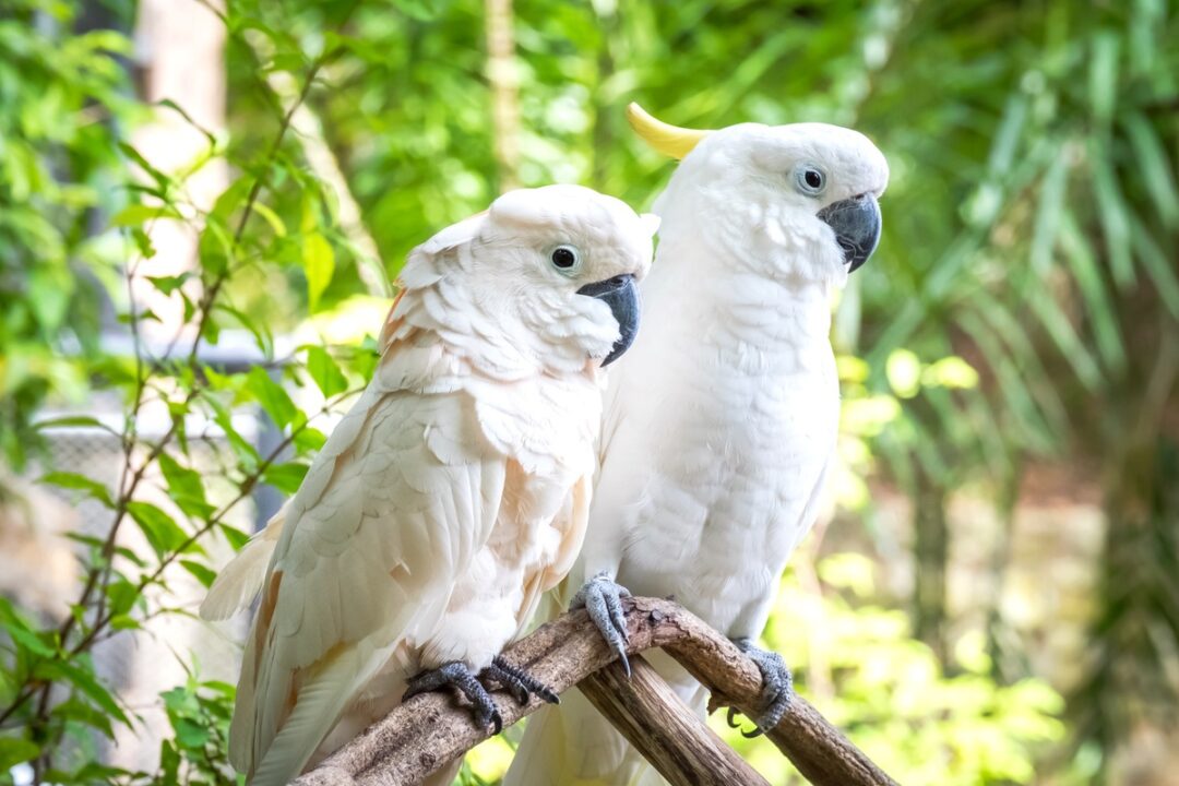 How Much Does a Cockatoo Cost? Cockatoo Prices & Expenses