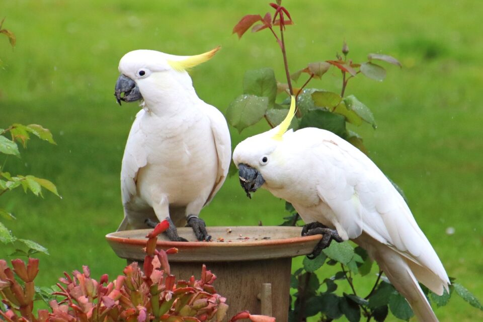How Much Does a Cockatoo Cost? Cockatoo Prices & Expenses