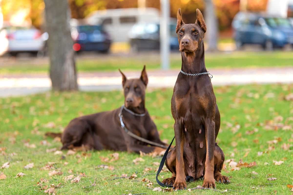 Two red Doberman Pinschers resting in the park