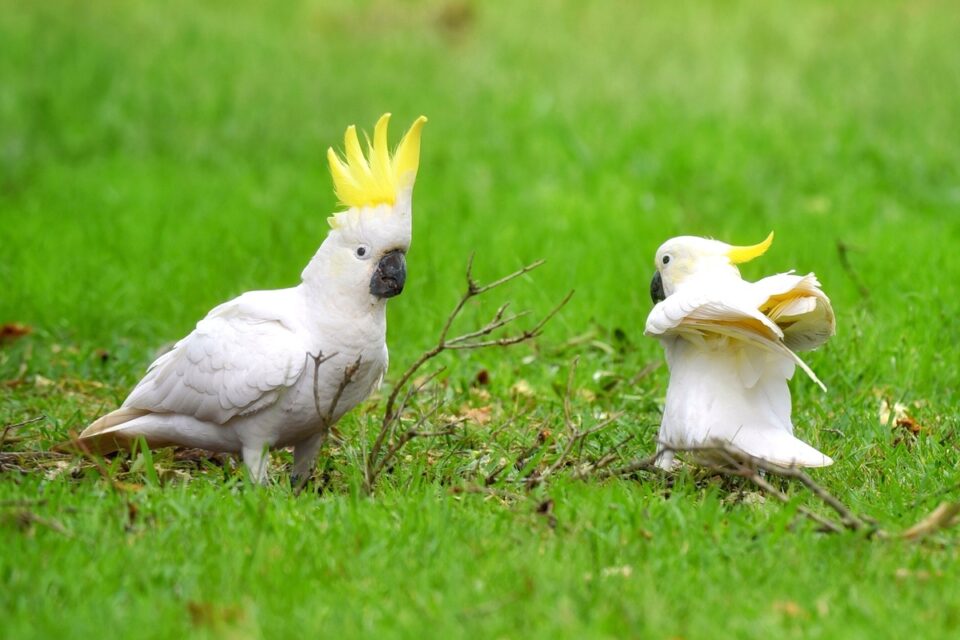 Cockatoo Lifespan How Long Do Cockatoos Live on Average?