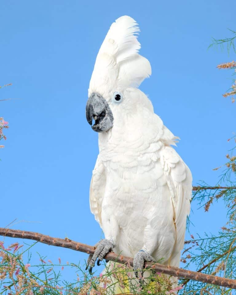 Cockatoo Lifespan How Long Do Cockatoos Live on Average?