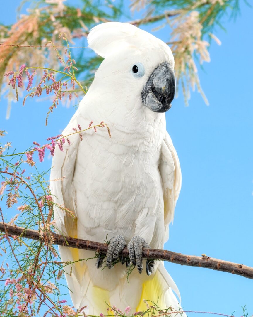 How Much Does a Cockatoo Cost? Cockatoo Prices & Expenses