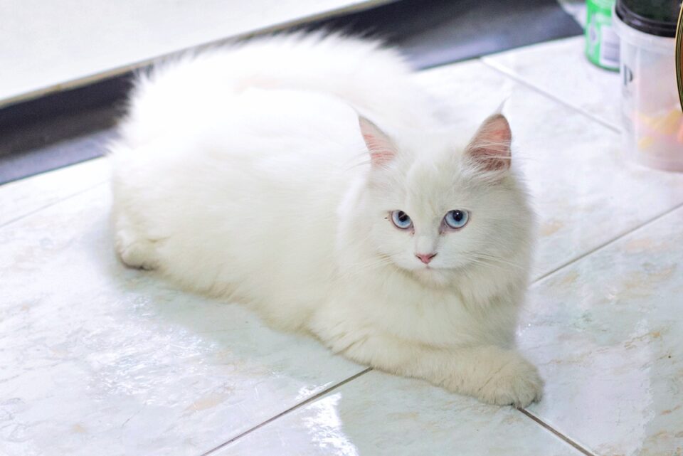 White Cats With Blue Eyes What’s So Special About Them?