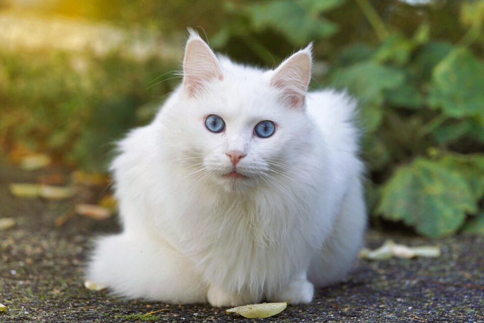 White Cats With Blue Eyes What’s So Special About Them?