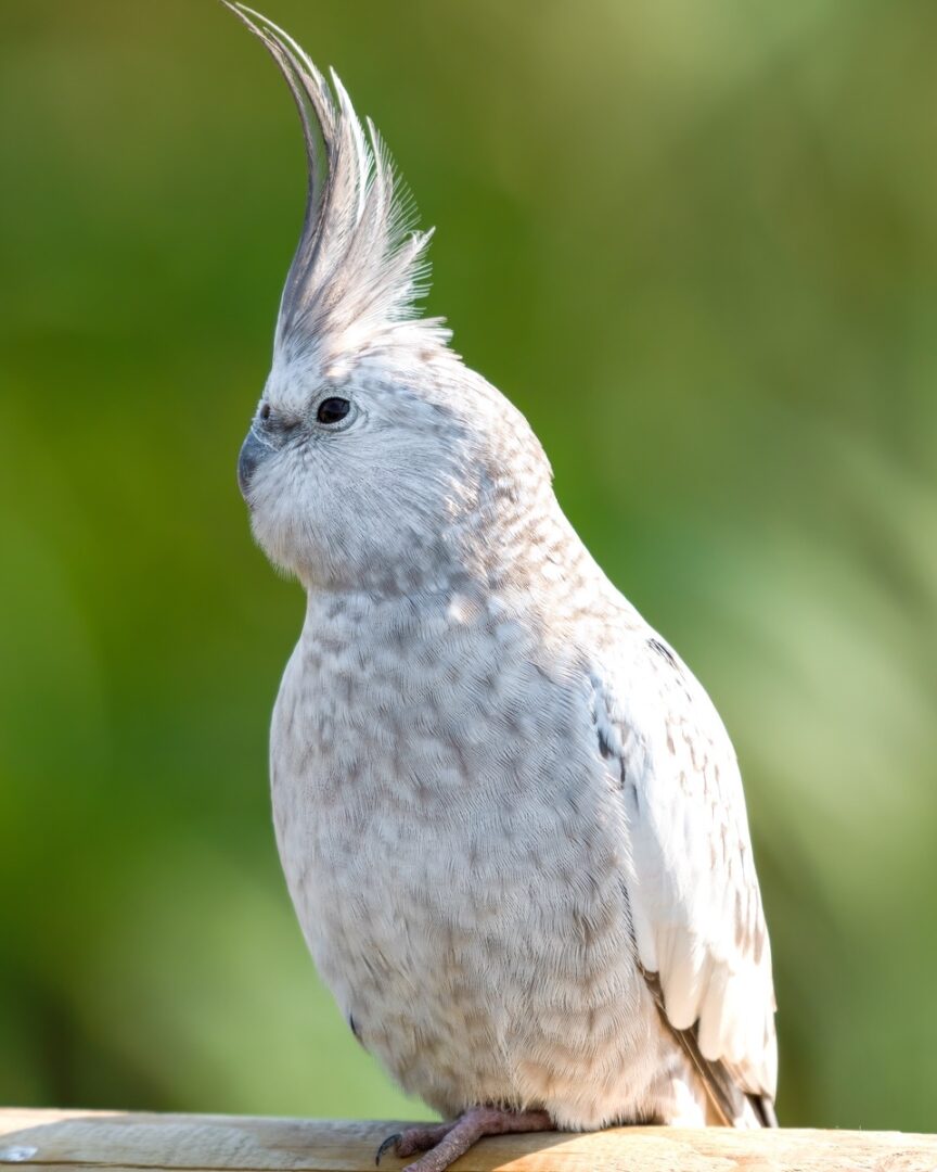 How Much Does a Cockatiel Cost? Cockatiel Prices & Expenses