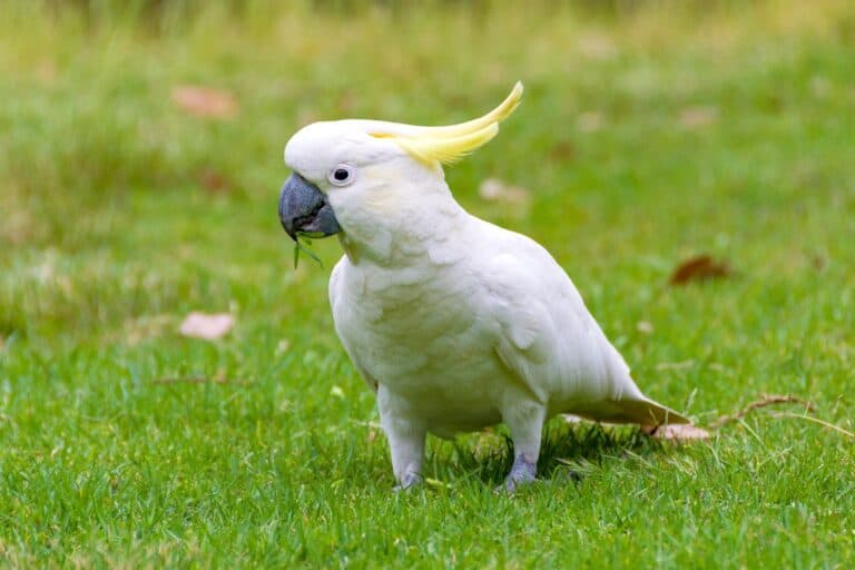Cockatoo Lifespan How Long Do Cockatoos Live on Average?