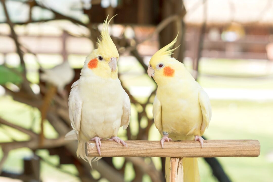 How Much Does a Cockatoo Cost? Cockatoo Prices & Expenses