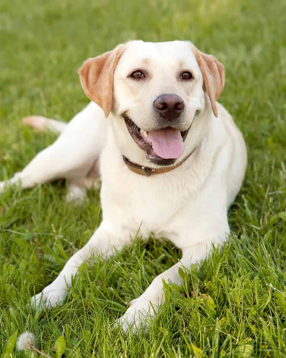 Yellow Labrador Retriever on green grass lawn