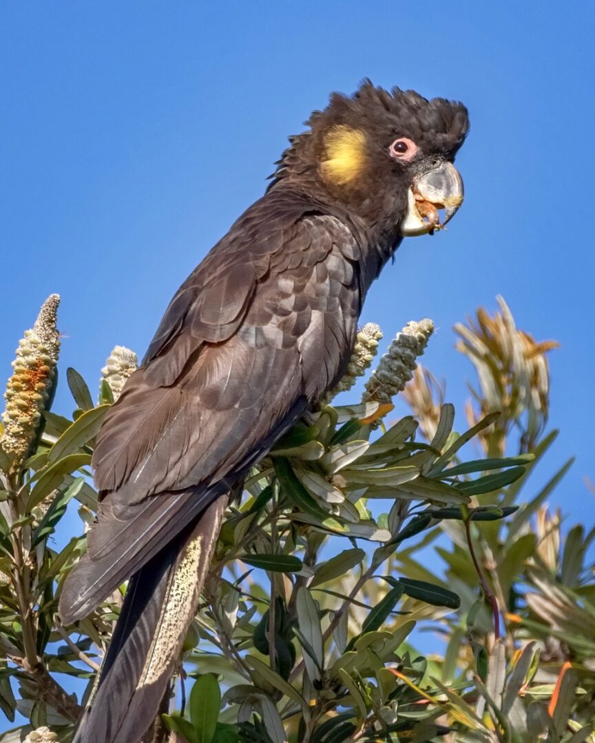 How Much Does a Cockatoo Cost? Cockatoo Prices & Expenses