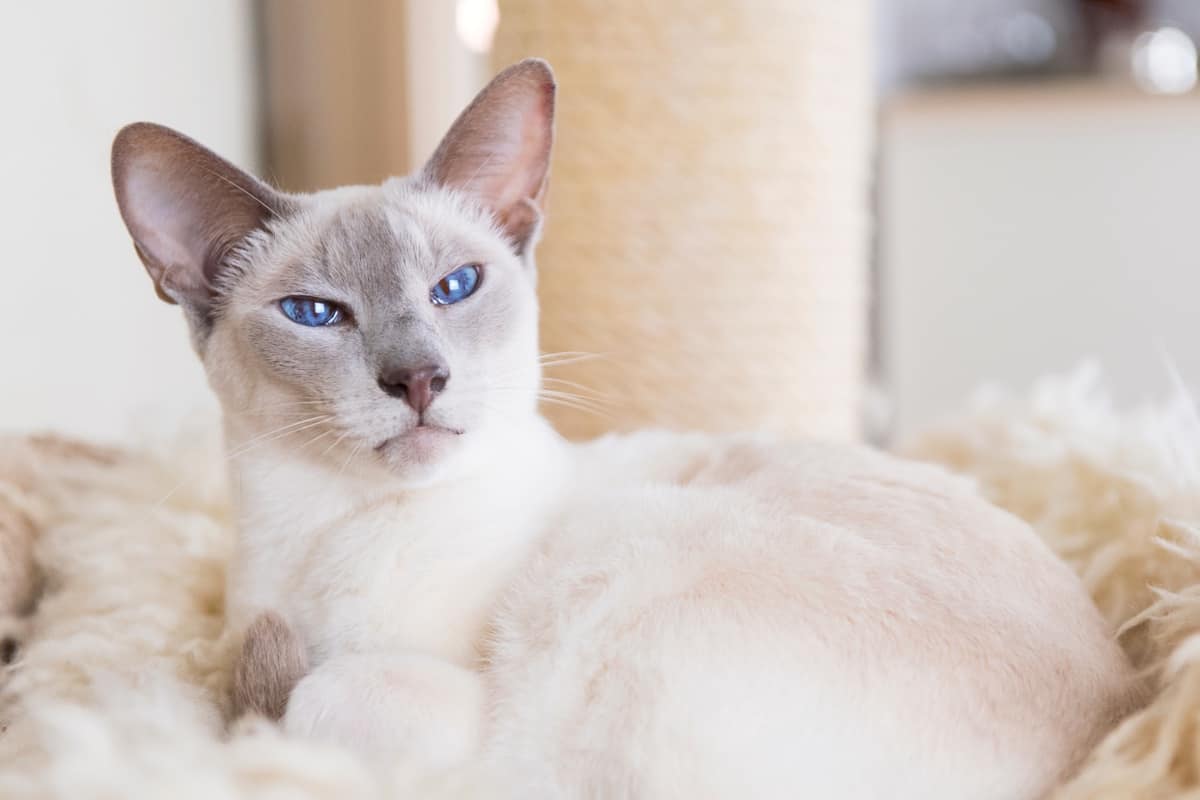 Mallowkit of Riverclan Adult-lilac-point-Siamese-cat-in-hanging-bed