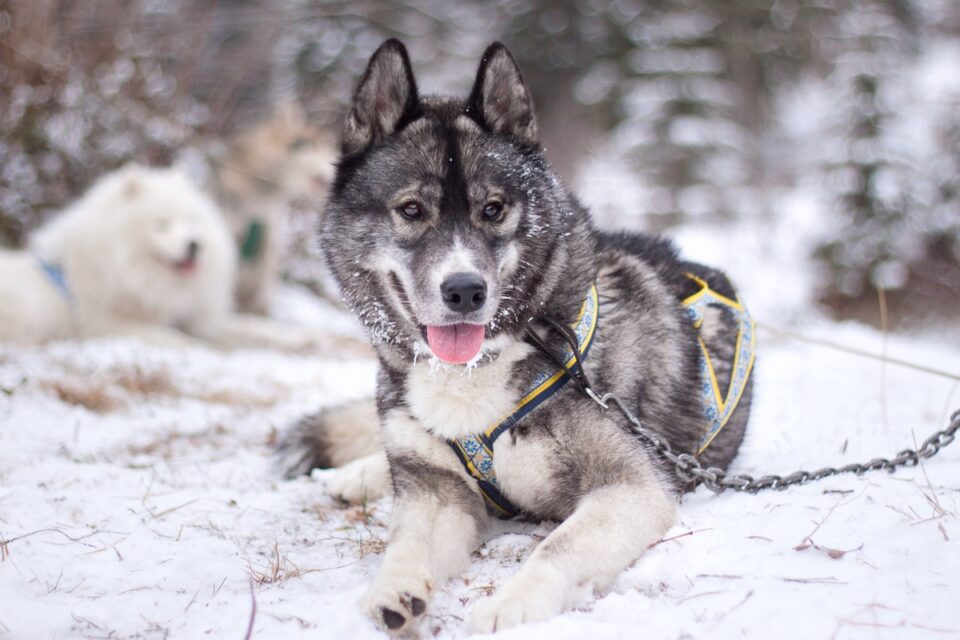 Agouti Husky An Ultimate Guide to Agouti Siberian Huskies