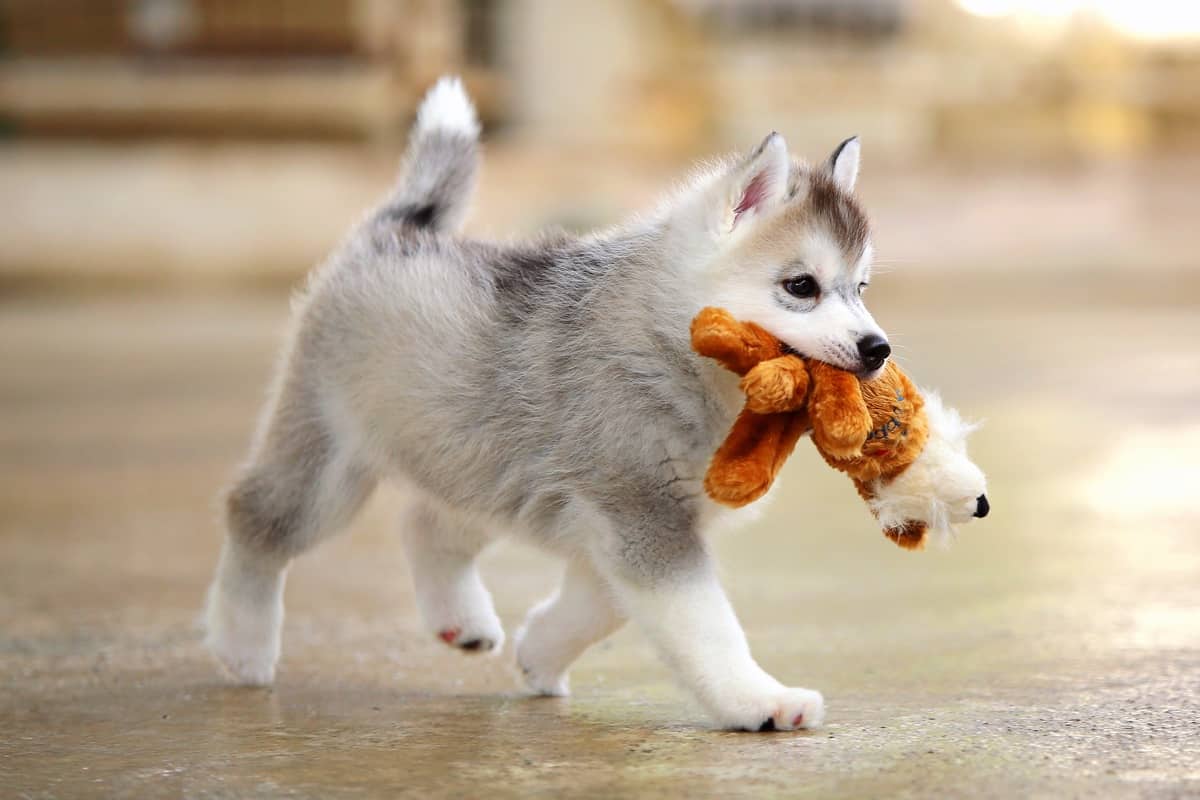 Agouti Siberian Husky puppy playing with doll