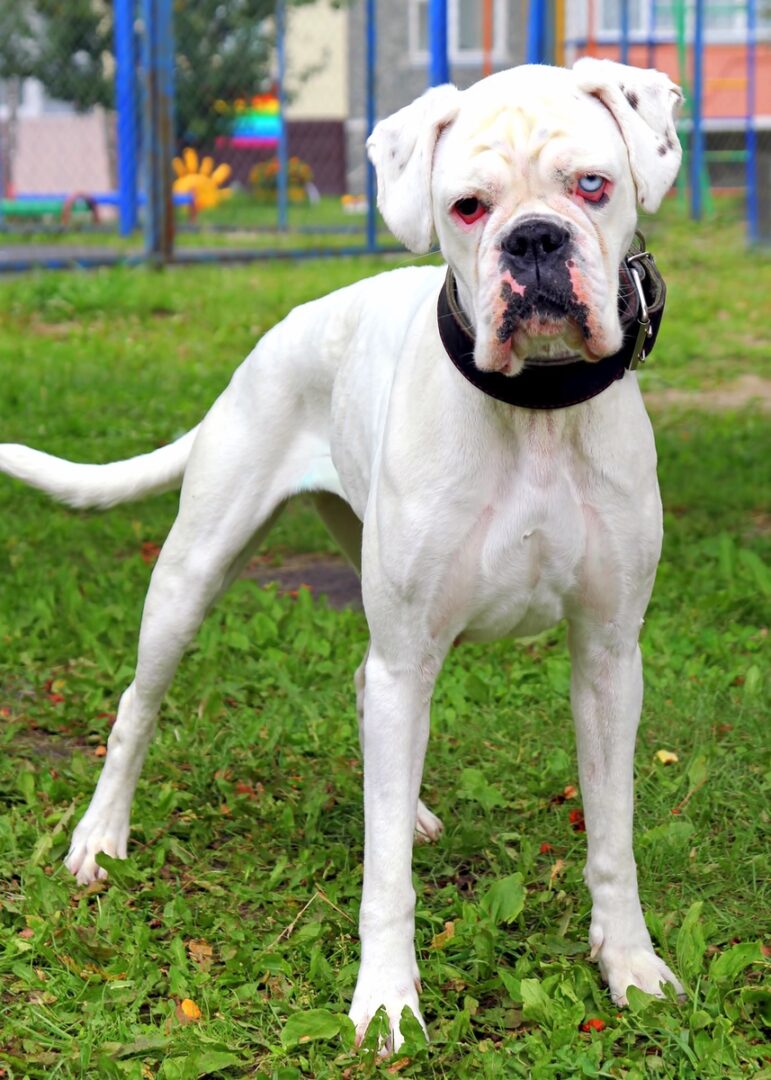 White Boxer Dog Get to Know the White Boxer (With Pictures)