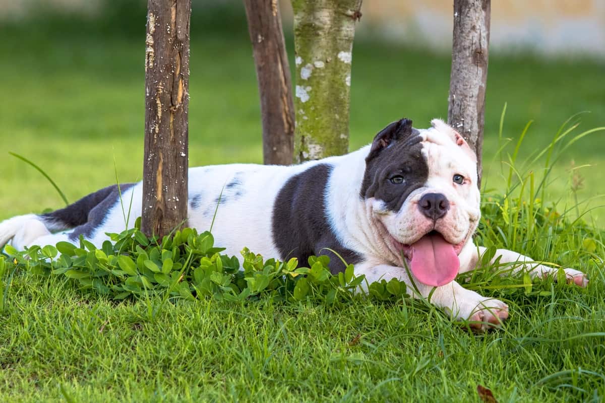 American Bully puppy lying on green grass