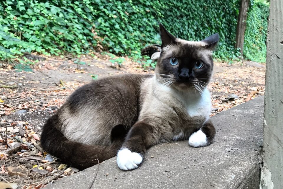 Black Cats With Blue Eyes History, Pictures & FAQs