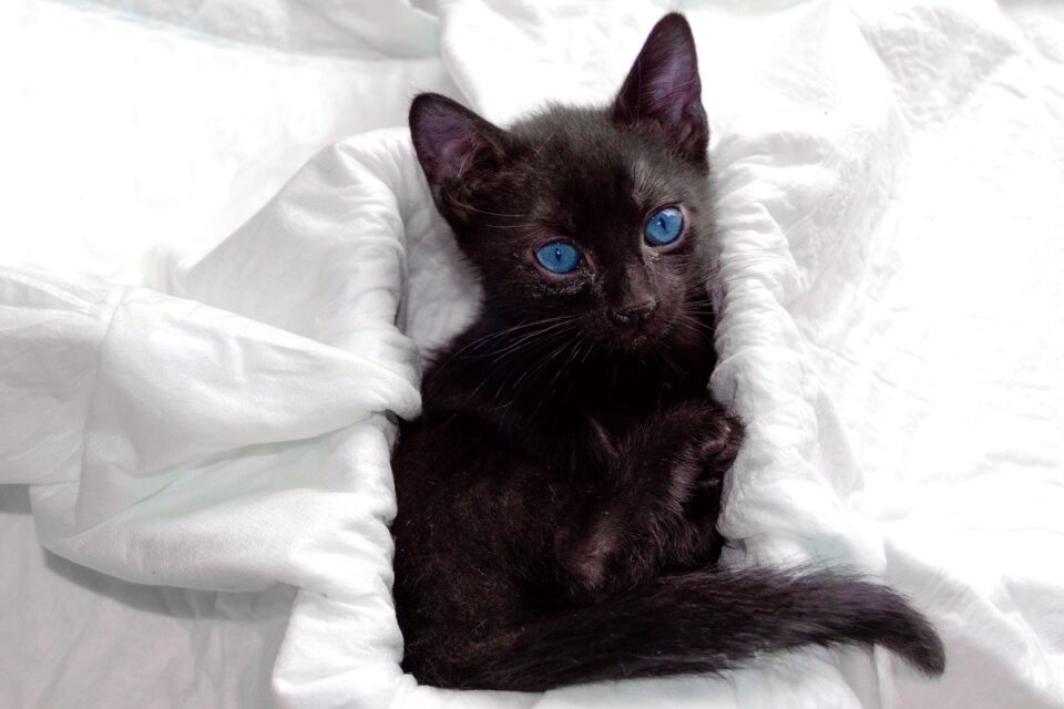 Black Cats With Blue Eyes History, Pictures & FAQs