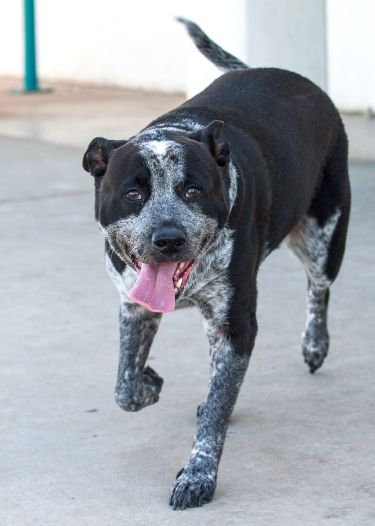 Pit Heeler (Pitbull & Blue Heeler Mix) Info, Pictures, Facts, FAQs & More