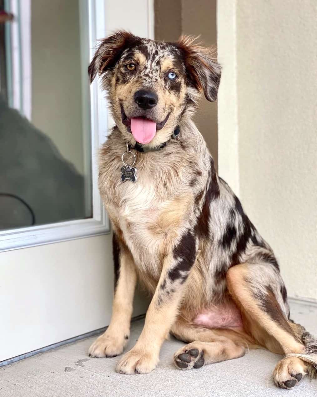 Catahoula Australian Shepherd Mix Info, Pictures, Facts, FAQs & More