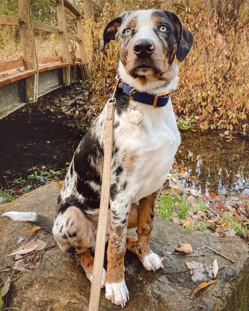Catahoula Australian Shepherd Mix Info, Pictures, Facts, FAQs & More