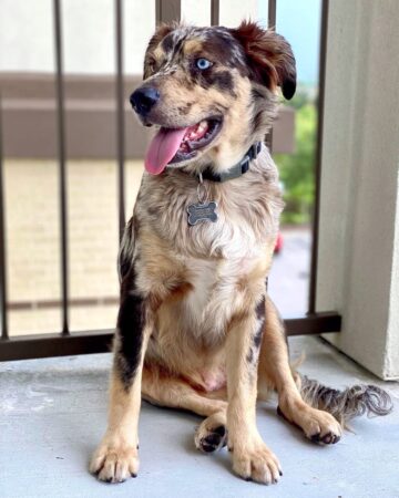 Catahoula Australian Shepherd Mix Info, Pictures, Facts, FAQs & More