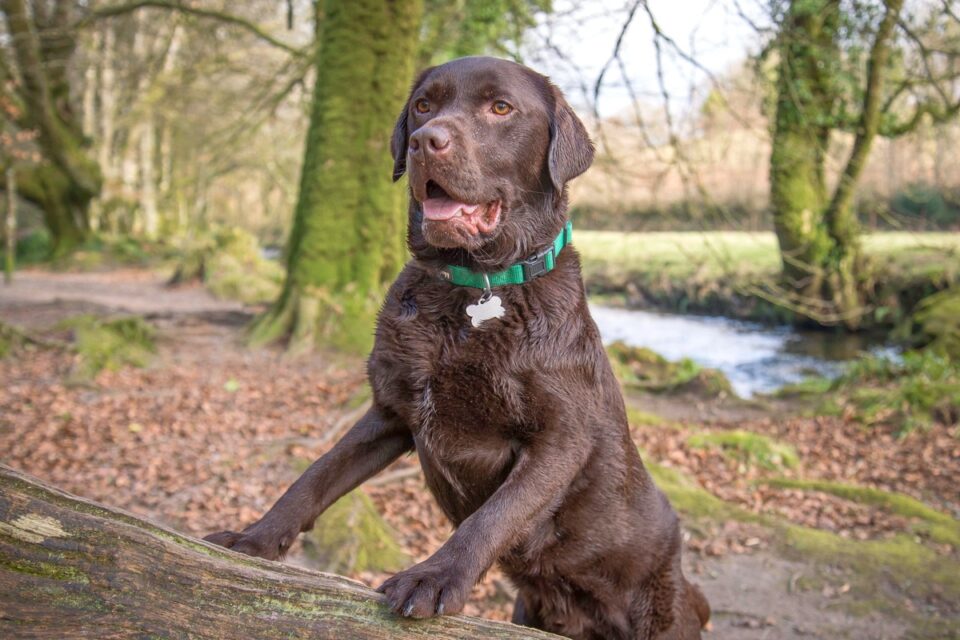 Chocolate Lab An Ultimate Guide to Chocolate Labradors