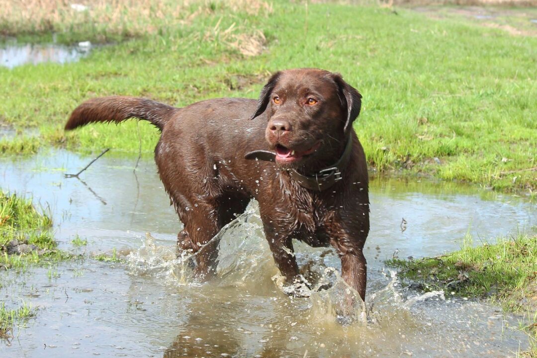 Chocolate Lab An Ultimate Guide to Chocolate Labradors