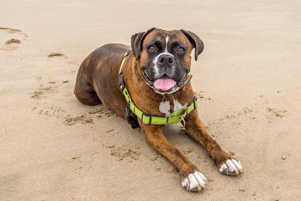 Happy brindle Boxer dog lying on sandy beach