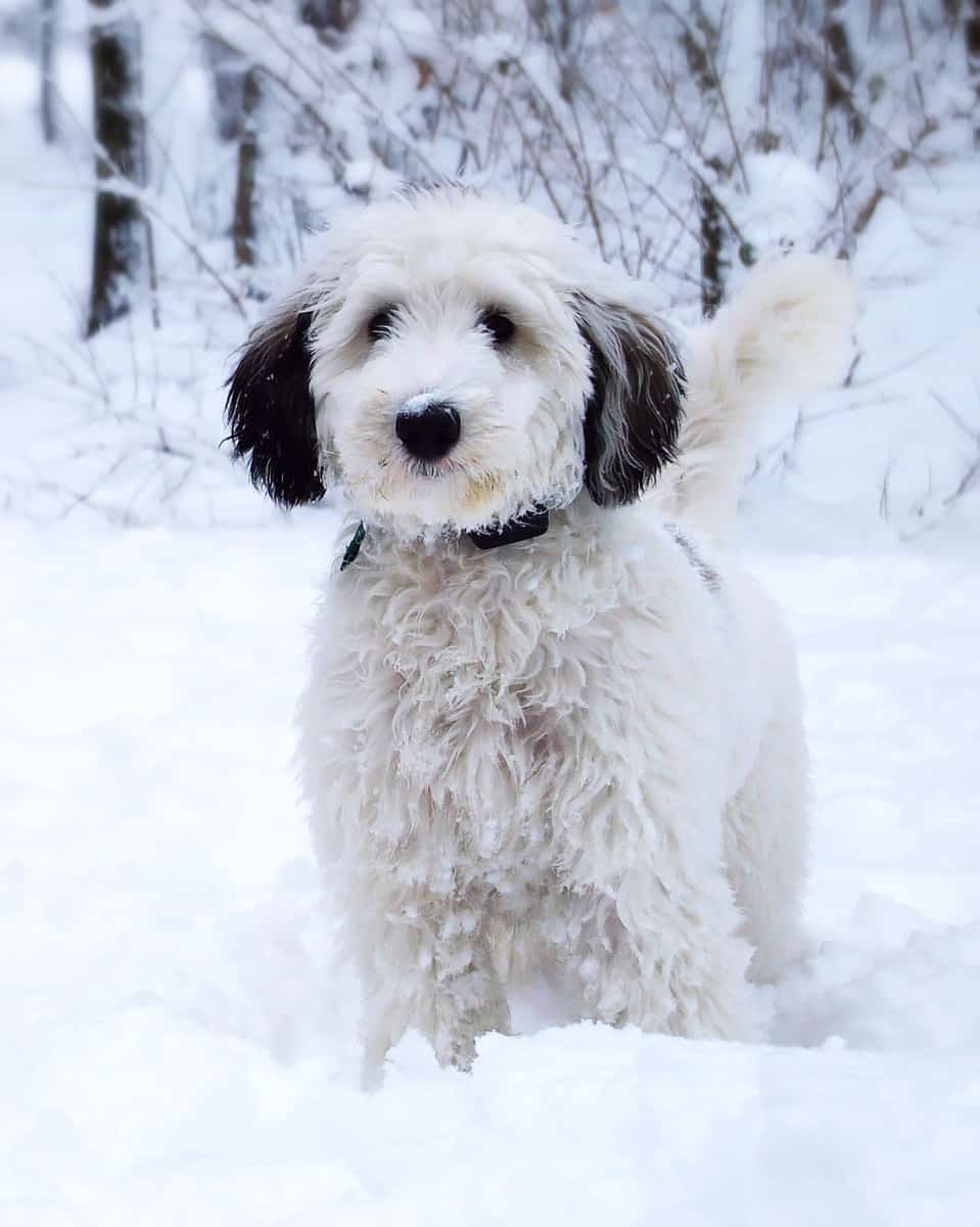 Happy young Sheepadoodle sitting in the snow