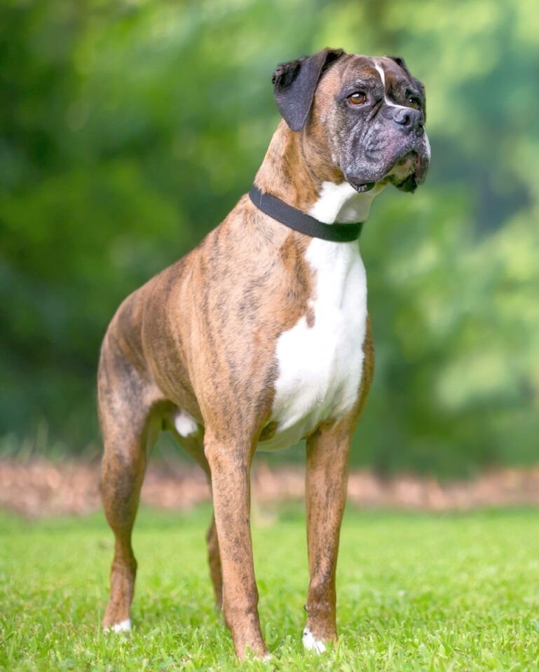 Brindle Boxer Dog Appearance, Temperament & More!