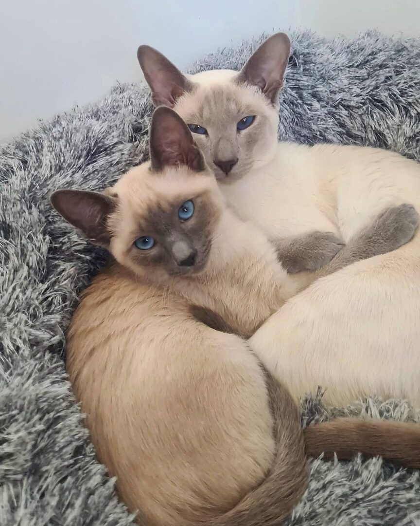 Lilac Point Siamese Cat: Info, Facts, Traits, Pictures & FAQs