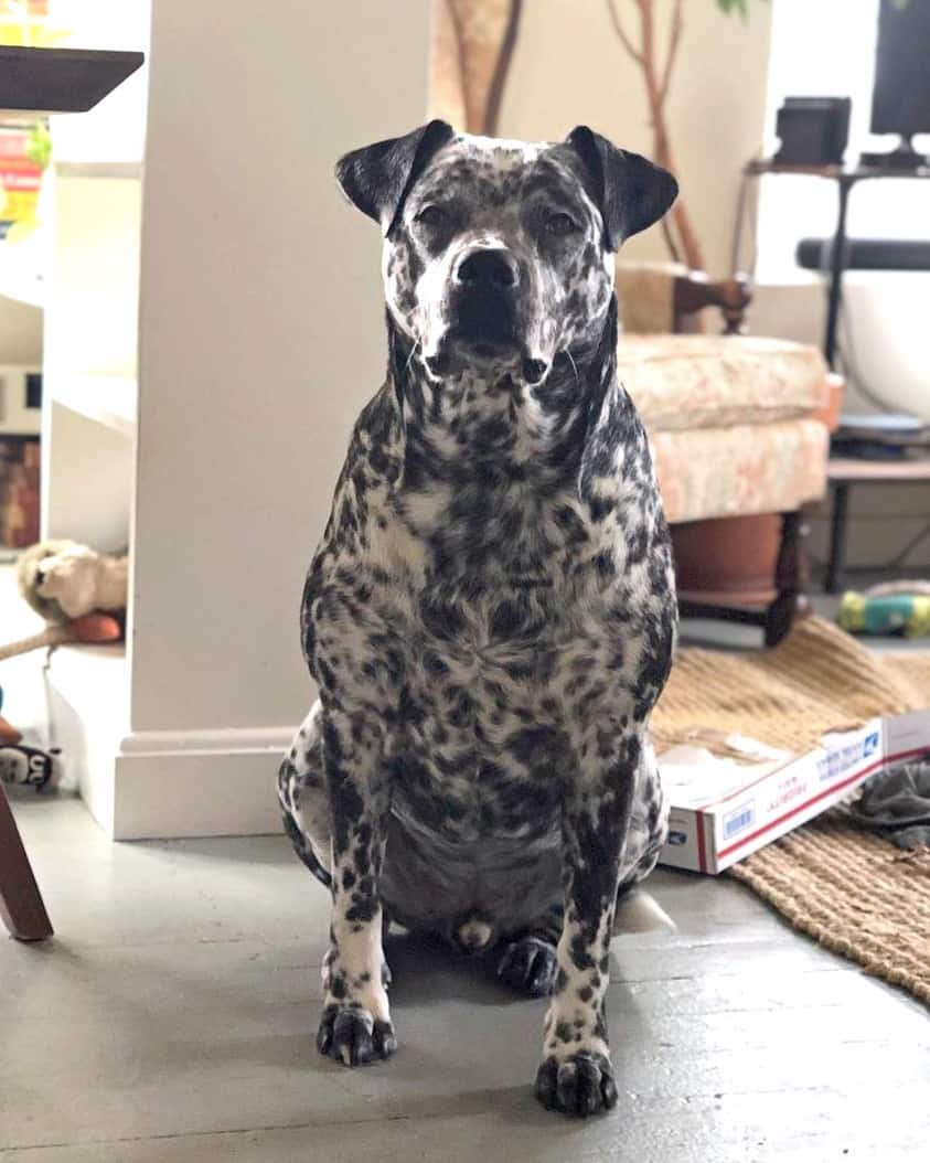 Mottled black and white Blue Heeler Pitbull mix