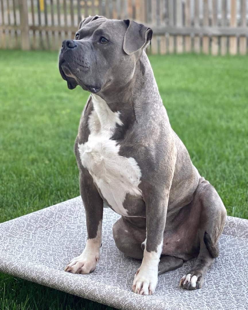 Pit Mastiff Pitbull Mastiff mix sitting outdoors