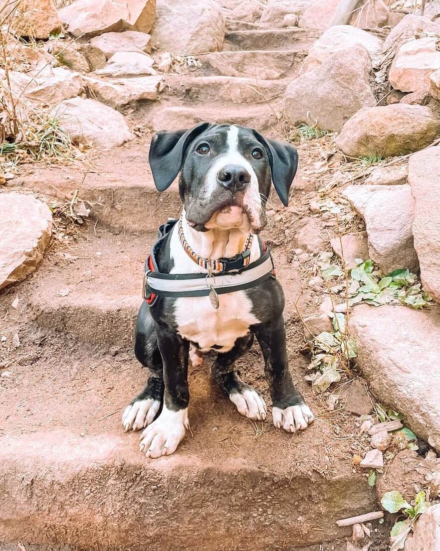 Pitbull Mastiff mix puppy hiking with its owner