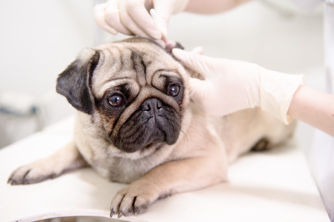 How Long Do Pugs Live? Average Lifespan & Causes of Death