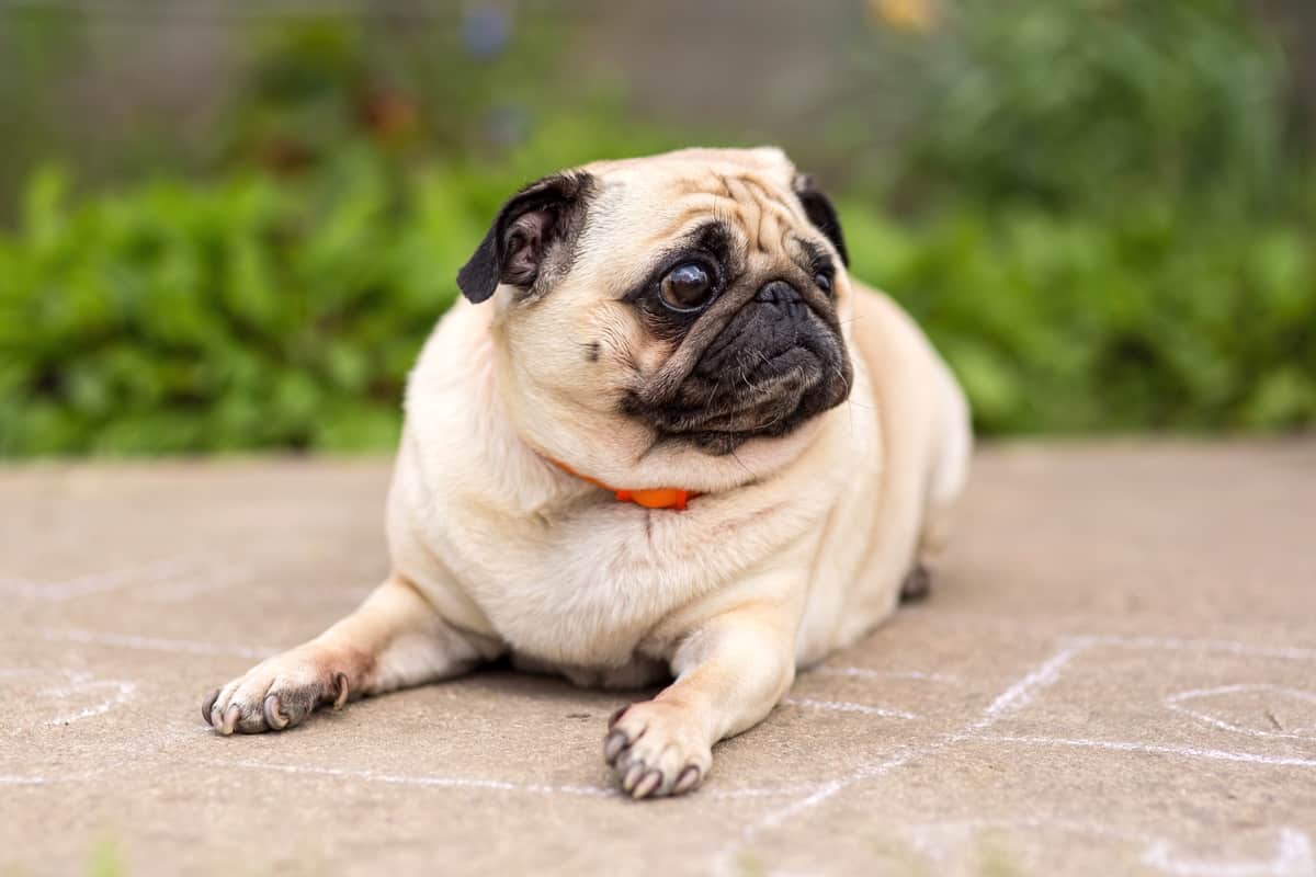 Pug Puppies: Your Comprehensive Guide to Welcoming One into Your Home