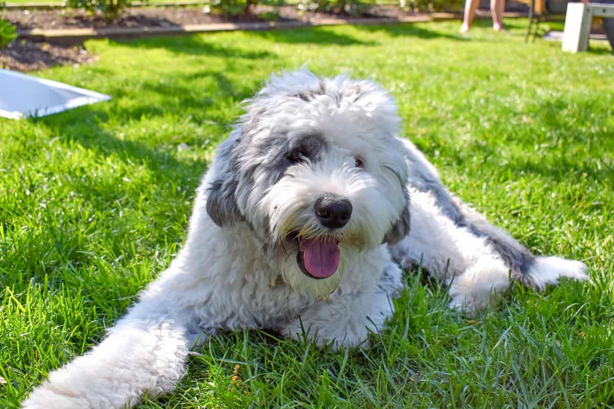 Sheepadoodle puppy lying on the grass